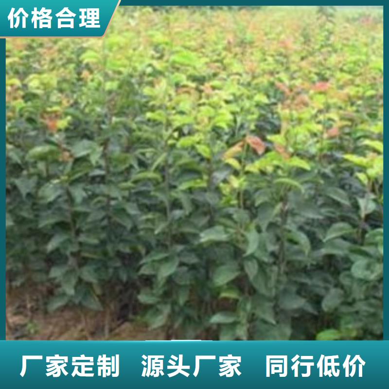 1年生基地图片同城生产厂家