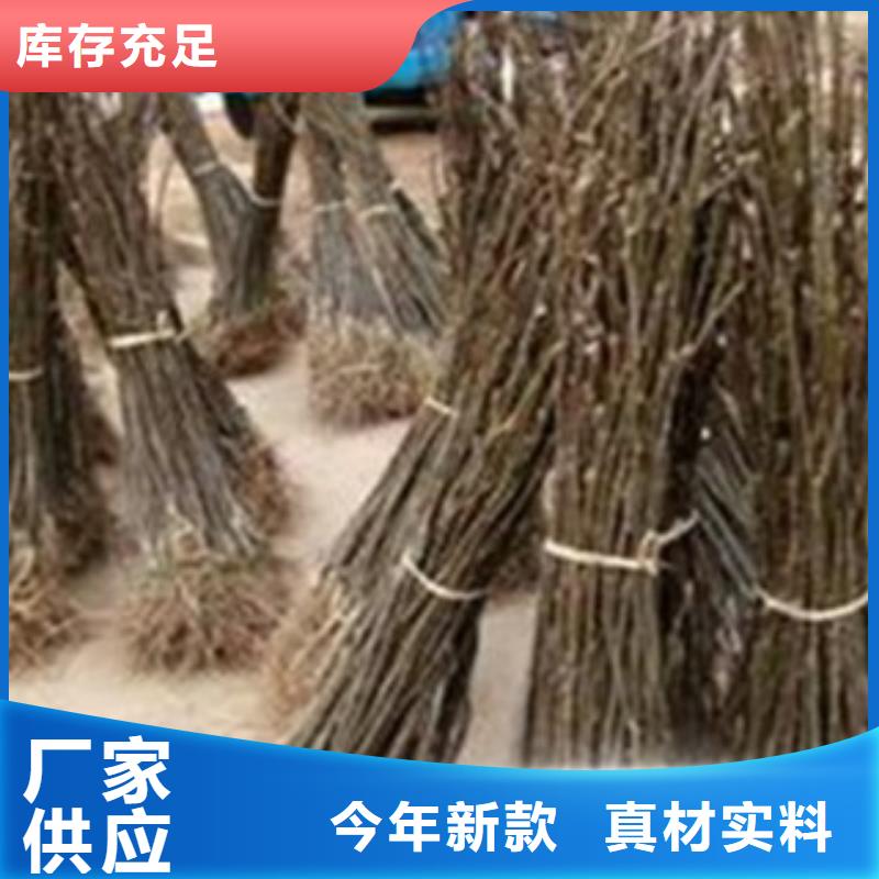 60公分种植技术使用方法