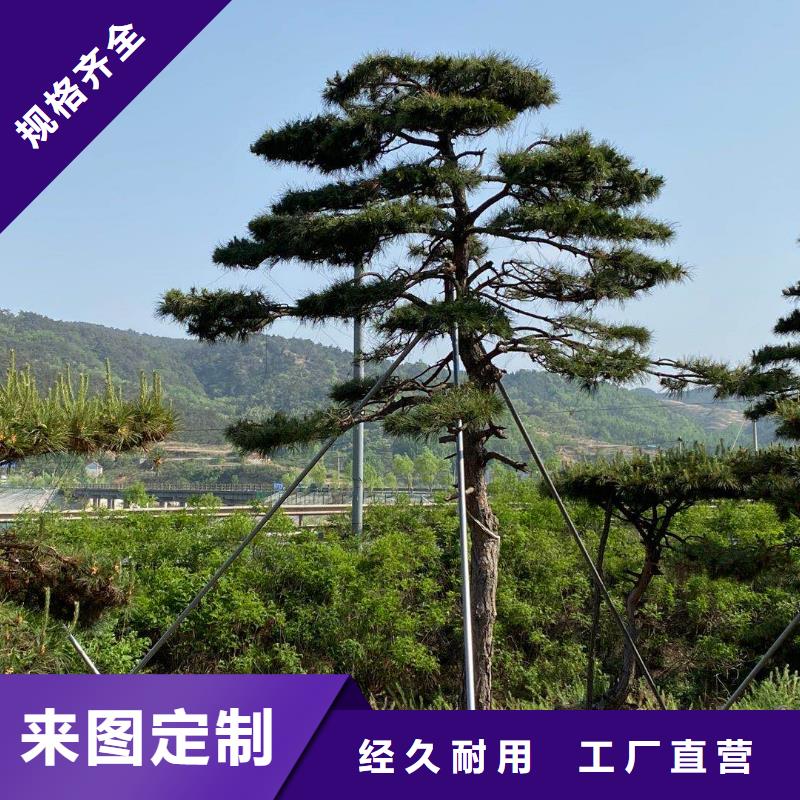 造型松价格当地服务商